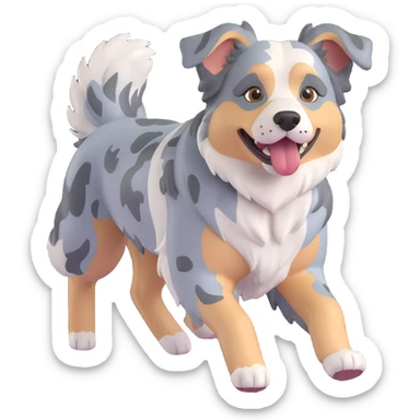 berger américain merle bleu (poil noir plutot que gris/bleu, blanc et marron)  en train de courir sur plage  sticker