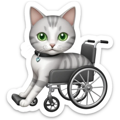 grey and white cat in a wheelchair designed for cats to walk sticker