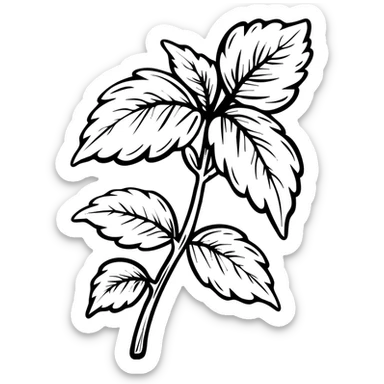 Fresh basil herb with detailed leaves on stems, botanical illustration sticker