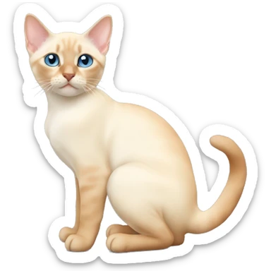 Flame point Siamese kitten  sticker