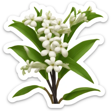  natural vanilla beans with flower sticker