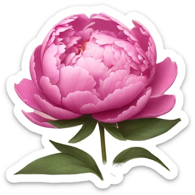 Pink peonies sticker