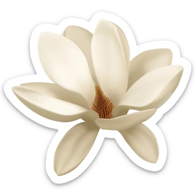 magnolia-flower-with-soft-white-and-light-beige-petals-on-a-plain sticker