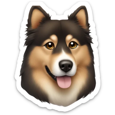 Finnish Lapphund brown. His nose and face is dark brown. On his nose and face are black dots sticker