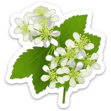 elderflower sticker
