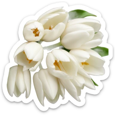 a bouquet of white and light pink tulips  sticker