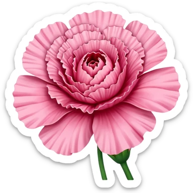 Carnation sticker