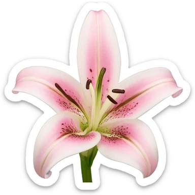 light pink lilium sticker