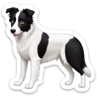 dog, short-hair, black-hair, white-chest, white-stripe-down-face, black-face, black-head, border-collie, mcnab sticker