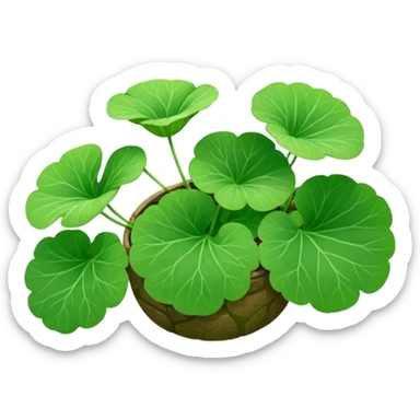 centella asiatica sticker
