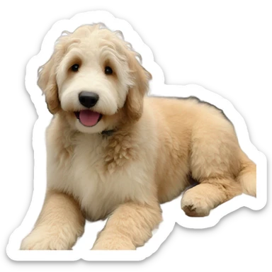 Light tan Burna doodle named Willow sticker