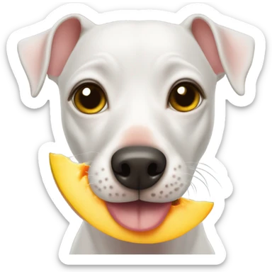 American Hairless Terrier eating mango  sticker