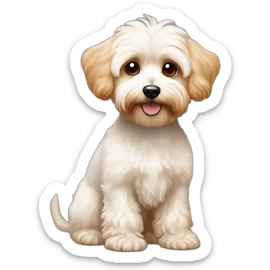 slender and white maltipoo / yorkshire terrier mix with light brown ear sticker