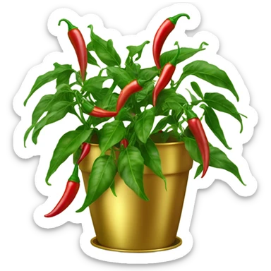 Chili plant in large gold pot sticker