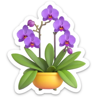 Realistic purple phalaenopsis orchid with rich lavender blooms and prominent large green leaves clearly visible sticker