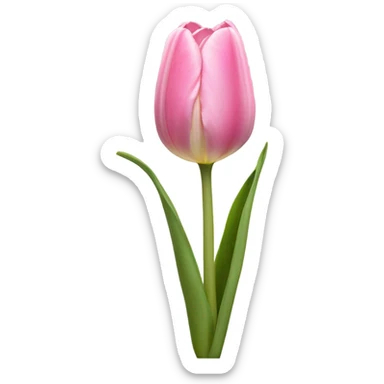  pink tulip sticker