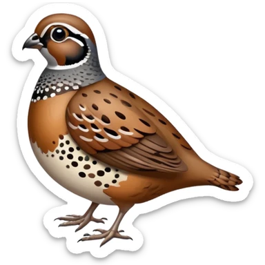 Quail sticker