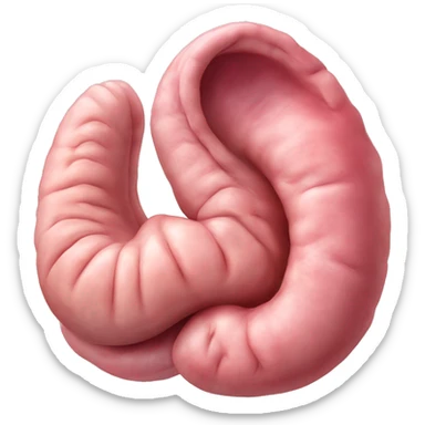 Realistic image of a human stomach, with its J-shape, inner folds, and a smooth pinkish surface, showing clear anatomical details and subtle shading.” sticker