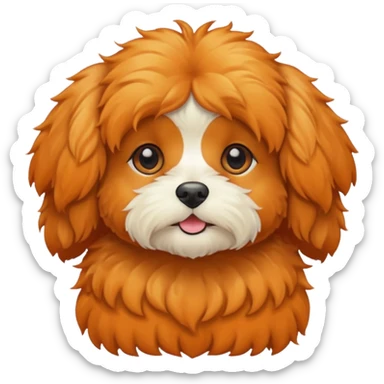 Cavapoo  apricot no white at all all orange  sticker