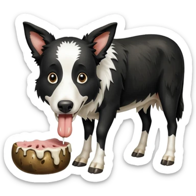 A black and white border collie is chewing on a rotten, smelly cow's hoof. sticker