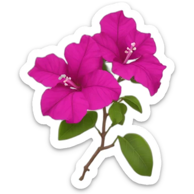 Single bougainvillea flower sticker