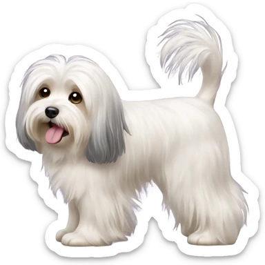 havanese dog walk long hair sticker