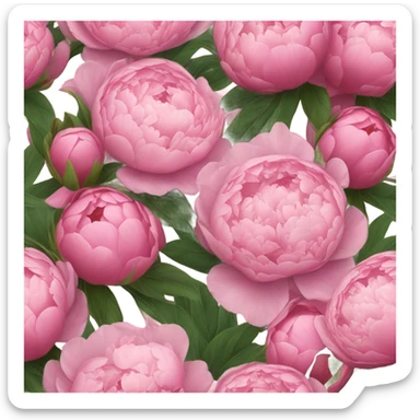 Pink Peonies bouquet sticker