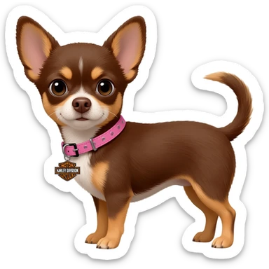 Little cute brown and tan applehead chihuahua with a pink Harley Davidson collar on her name isPixie sticker