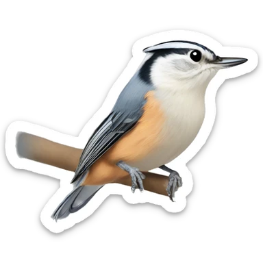 white-breasted nuthatch sticker