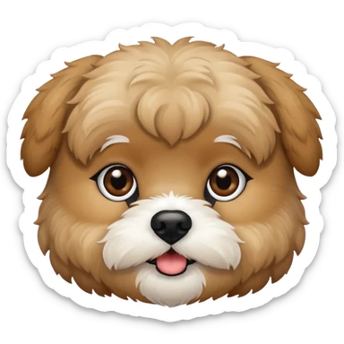 Shihpoo face all tan color, no white sticker