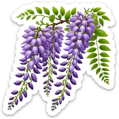 Wisteria raceme with mixed blooming stages - some flowers fully open in purple, others still in bud stage, hanging gracefully with green leaves sticker