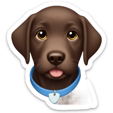 Chocolate labrador puppy with small white fur on chest and cute blue collar sticker