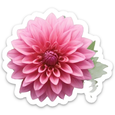 Dahlia flower sticker