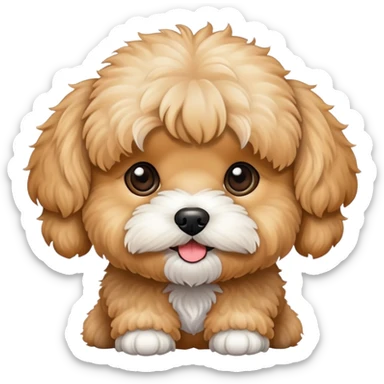 Apricot maltipoo sticker