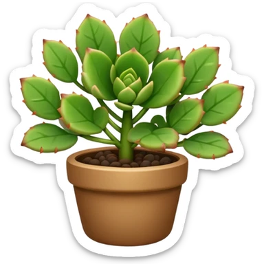 plant with small succulent like leaves sticker