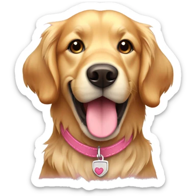 Golden retriever with brown collar with pink stitching  sticker