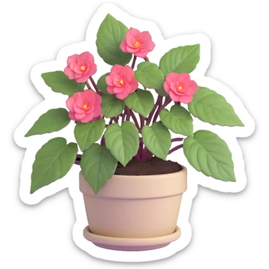 Begonia Rex with greenish-purple spiral center leaves in a beige pot sticker