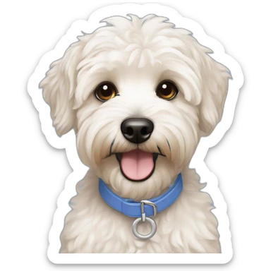 blue eyes smiling maltipoo with cream wheatin terrier smiling sticker