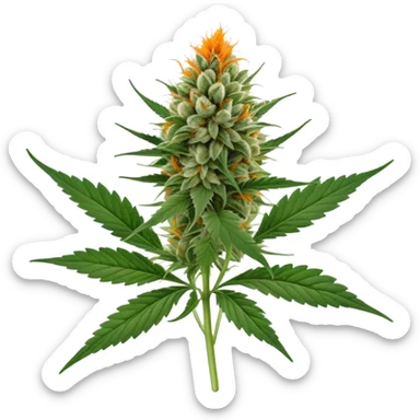 wedding crasher strain sticker