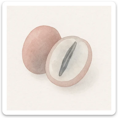 watercolor art of a coffee berry cut in half showing the coffee bean inside sticker