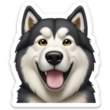 Malamute with cream face wearing Pittsburgh gear sticker