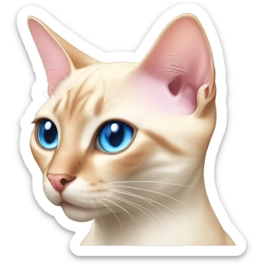 flame point Siamese cat with blue eyes and with a pink nose  sticker