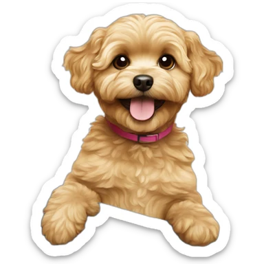 golden maltipoo show thumbs up sticker