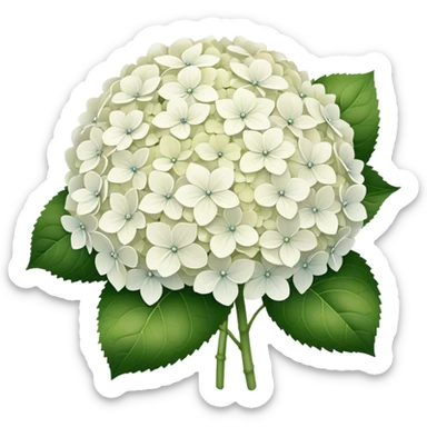 White hydrangea  sticker
