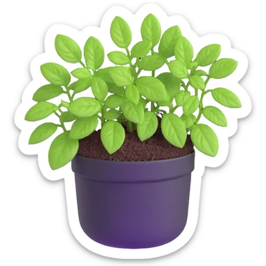 Small sprouts of Plectranthus Verticillatus with perfectly round leaves growing in a shiny metallic pot sticker