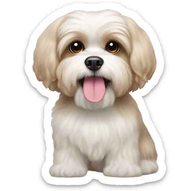 White shih tzu and poodle mix with very light brown ears and a pink nose sticker
