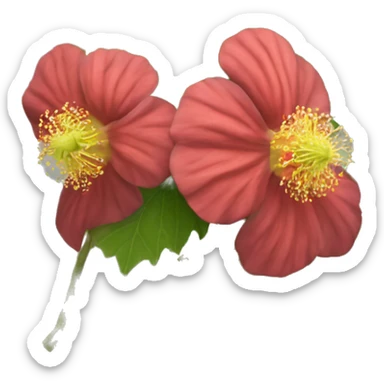Abutilon hirtum	Buenos días sticker