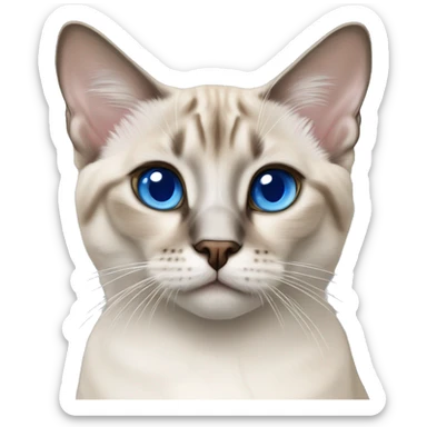 Lynx point Siamese cat about 1 years old with blue eyes sticker