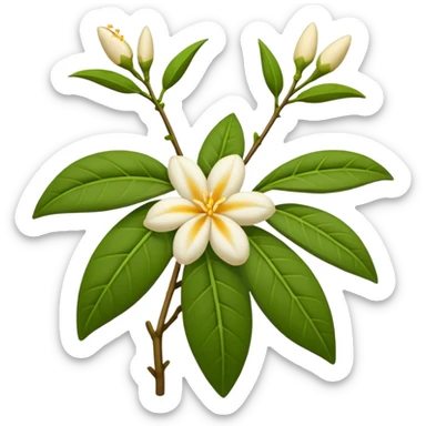 wilted indian jasmine in emoji format sticker