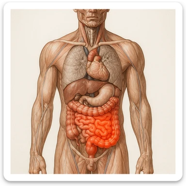 realistic anatomical illustration of human body with inflamed intestine, front view, detailed anatomy, inflammation highlighted in red, natural colors, vertical 9:16 format sticker